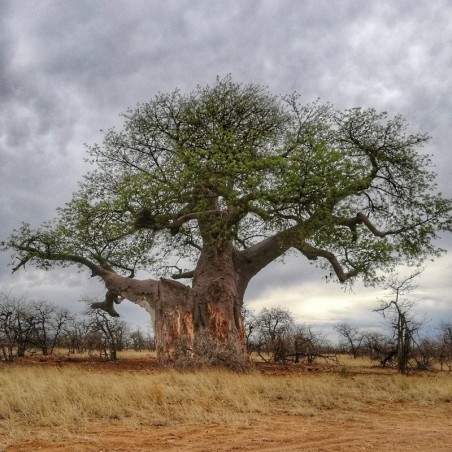 Organic Baobab Oil, Alteya Organic, 50ml