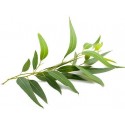 Tea Tree Essential Oil, Sattva Ayurveda, 10ml