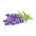 Lavender essential oil, Sattva Ayurveda, 10ml