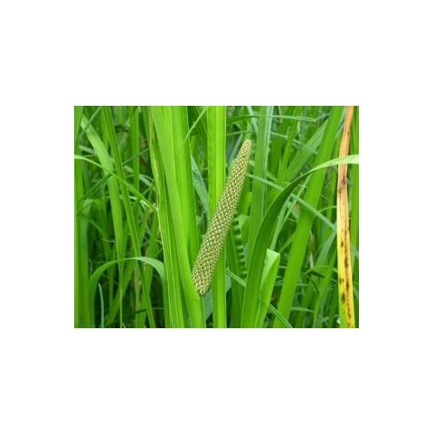 Аир обыкнове́нный Vacha Calamus, молотый, органический, Сейфрид, 50г