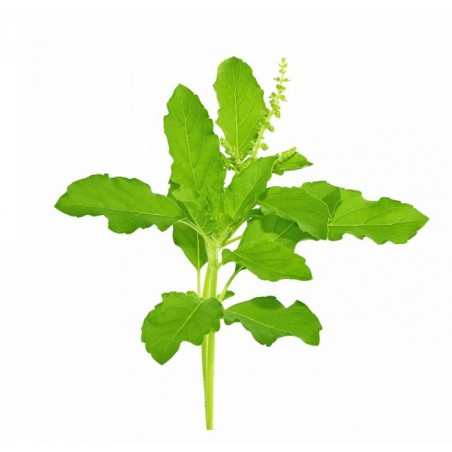 Пищевая добавка Tulsi, Planet Ayurveda, 60 капсул